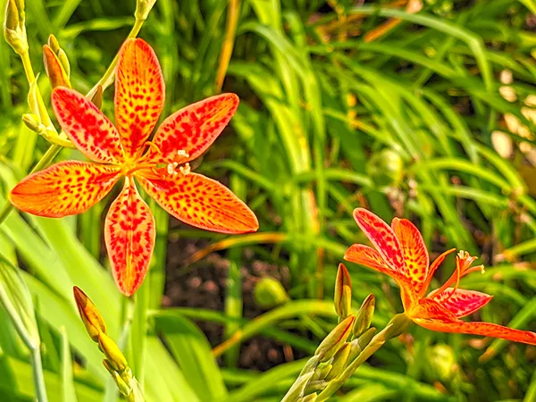What the Blackberry Lily rhizome plant looks like