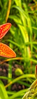 Blackberry Lily rhizomes (She Gan)