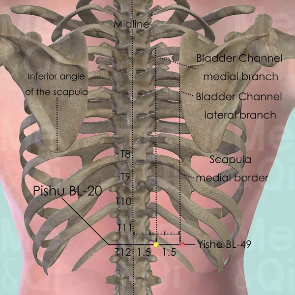 Pishu BL-20 - Bones view - Acupuncture point on Bladder Channel
