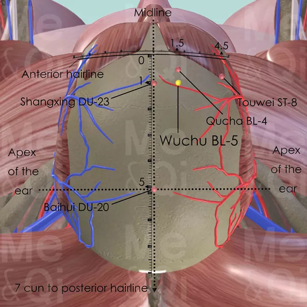 Wuchu BL-5 - Muscles view - Acupuncture point on Bladder Channel