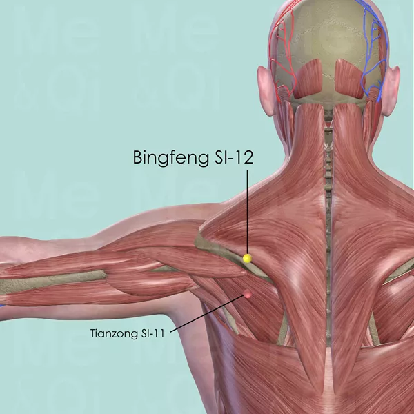 Bingfeng SI-12 - Muscles view - Acupuncture point on Small Intestine Channel