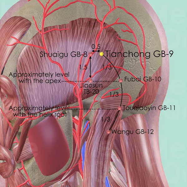 Tianchong GB-9 - Muscles view - Acupuncture point on Gall Bladder Channel