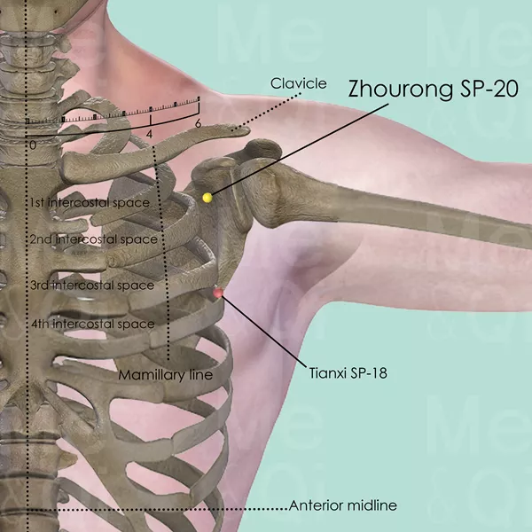 Zhourong SP-20 - Bones view - Acupuncture point on Spleen Channel