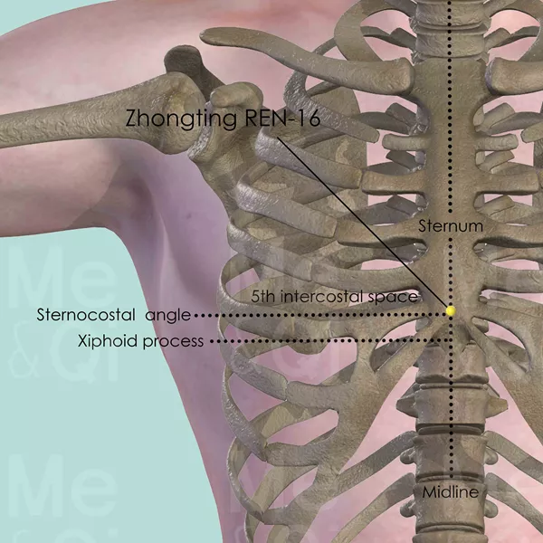 Zhongting REN-16 - Bones view - Acupuncture point on Directing Vessel