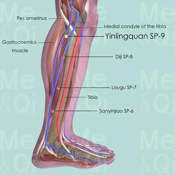 Yinlingquan SP-9 - Muscles view - Acupuncture point on Spleen Channel
