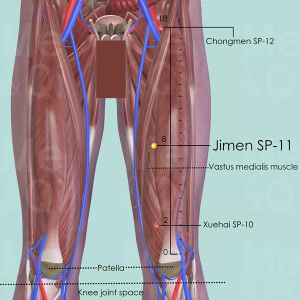 Jimen SP-11 - Muscles view - Acupuncture point on Spleen Channel
