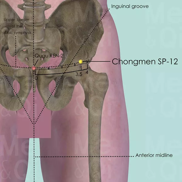 Chongmen SP-12 - Bones view - Acupuncture point on Spleen Channel