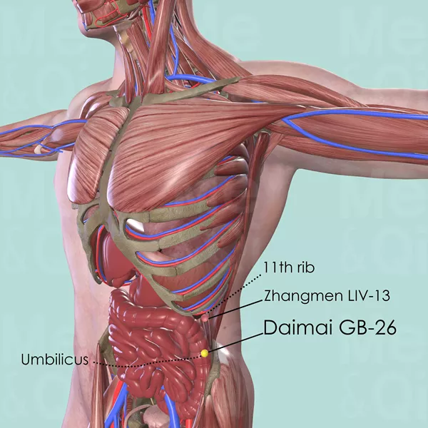 Daimai GB-26 - Muscles view - Acupuncture point on Gall Bladder Channel