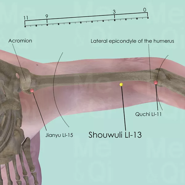 Shouwuli LI-13 - Bones view - Acupuncture point on Large Intestine Channel