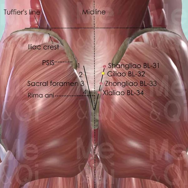 Ciliao BL-32 - Muscles view - Acupuncture point on Bladder Channel