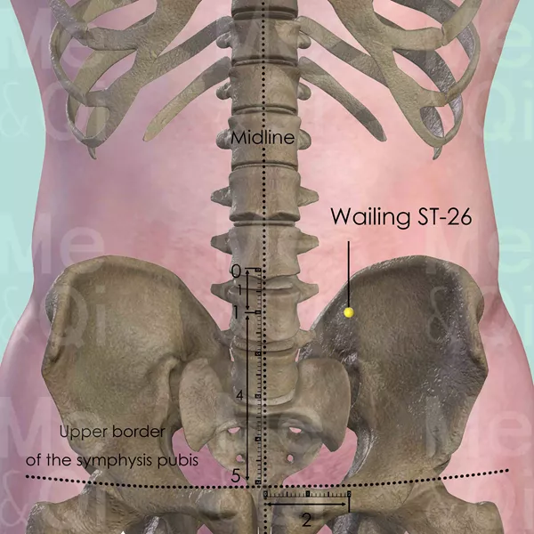 Wailing ST-26 - Bones view - Acupuncture point on Stomach Channel