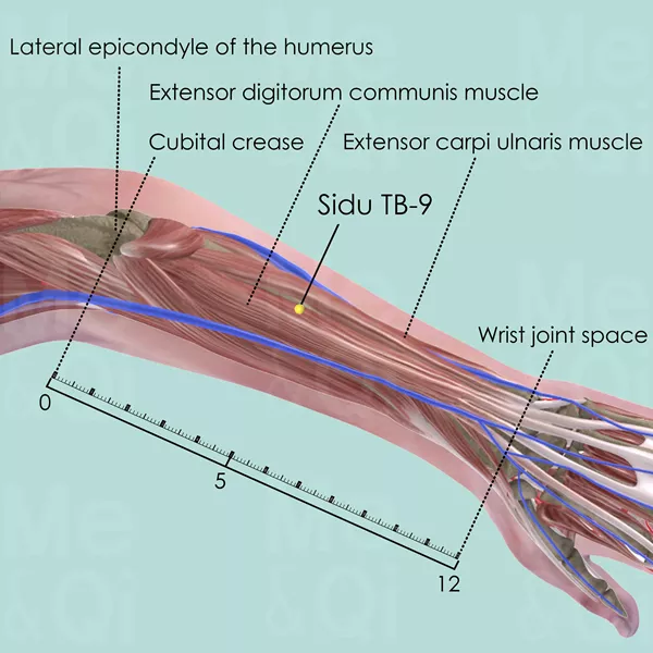 Sidu TB-9 - Muscles view - Acupuncture point on Triple Burner Channel