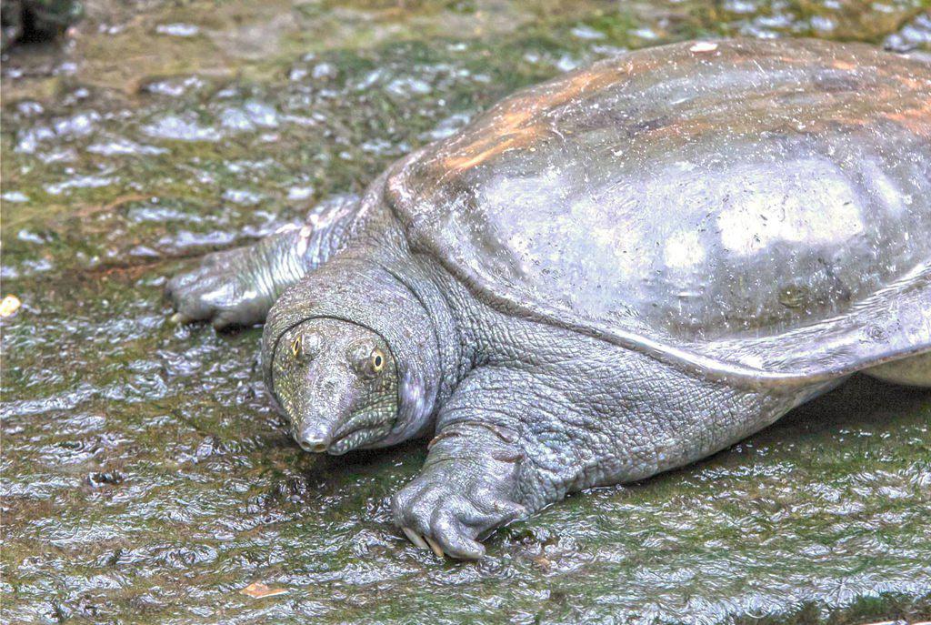 Bie Jia (Softshell turtle shells) plant