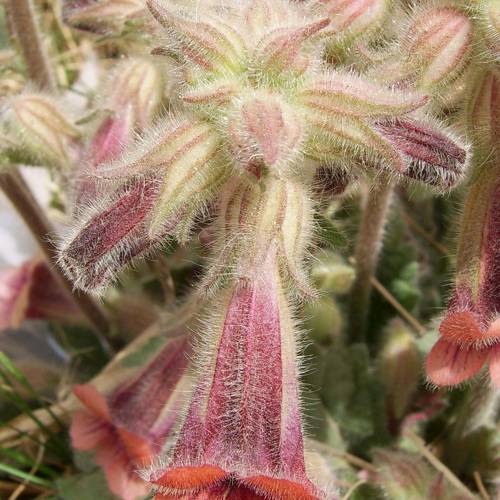 Di Huang (Unprepared Rehmannia) plant