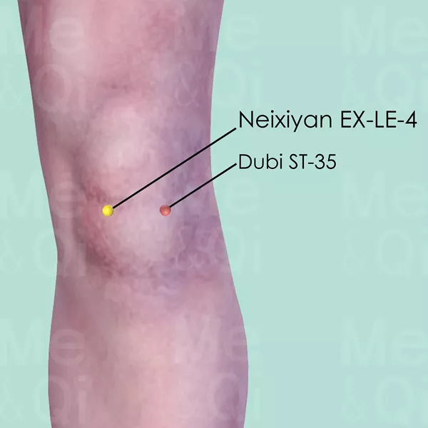 Neixiyan EX-LE-4 - Skin view - Acupuncture point on Extra Points: Lower Extremities (EX-LE)