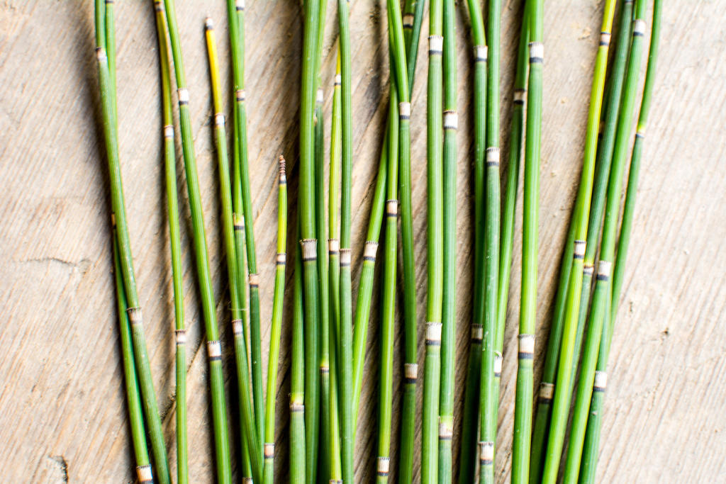 Mu Zei (Horsetail herb) plant