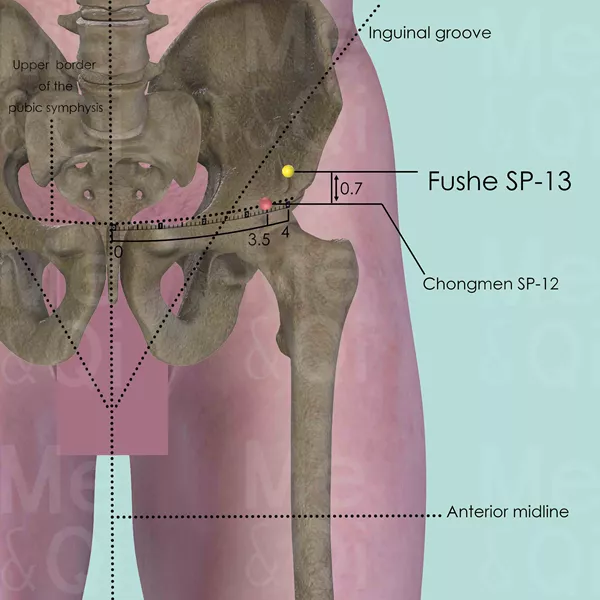 Fushe SP-13 - Bones view - Acupuncture point on Spleen Channel