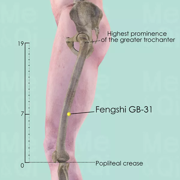 Fengshi GB-31 - Bones view - Acupuncture point on Gall Bladder Channel
