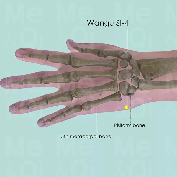 Wangu SI-4 - Bones view - Acupuncture point on Small Intestine Channel