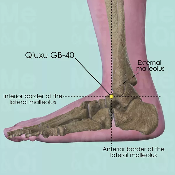 Qiuxu GB-40 - Bones view - Acupuncture point on Gall Bladder Channel
