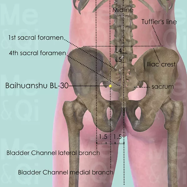 Baihuanshu BL-30 - Bones view - Acupuncture point on Bladder Channel