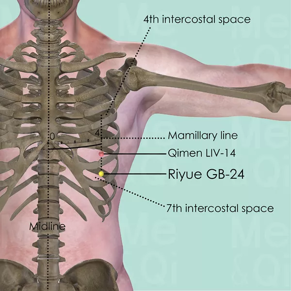 Riyue GB-24 - Bones view - Acupuncture point on Gall Bladder Channel