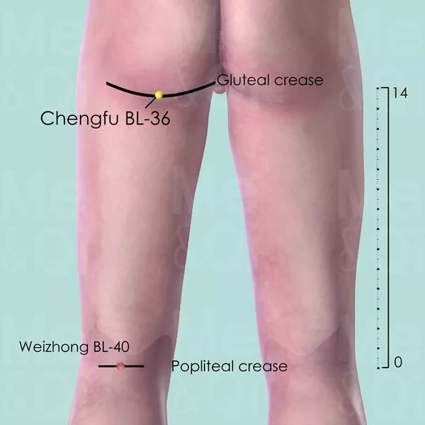 Chengfu BL-36 - Skin view - Acupuncture point on Bladder Channel