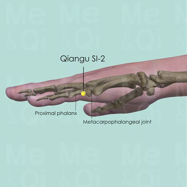 Qiangu SI-2 - Bones view - Acupuncture point on Small Intestine Channel