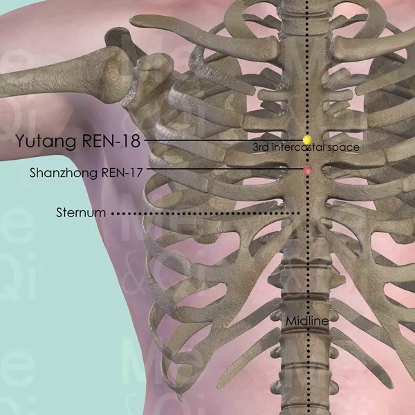 Yutang REN-18 - Bones view - Acupuncture point on Directing Vessel