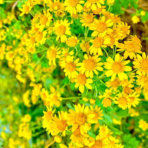 Yě Jú Huā (Wild chrysanthemum flower) plant