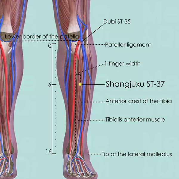 Shangjuxu ST-37 - Muscles view - Acupuncture point on Stomach Channel