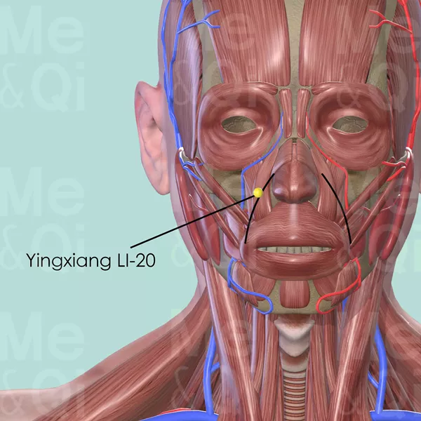 Yingxiang LI-20 - Muscles view - Acupuncture point on Large Intestine Channel