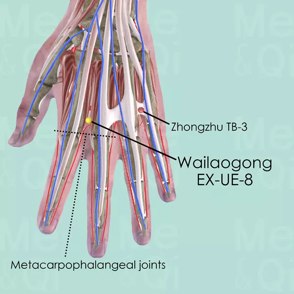 Wailaogong EX-UE-8 - Muscles view - Acupuncture point on Extra Points: Upper Extremities (EX-UE)