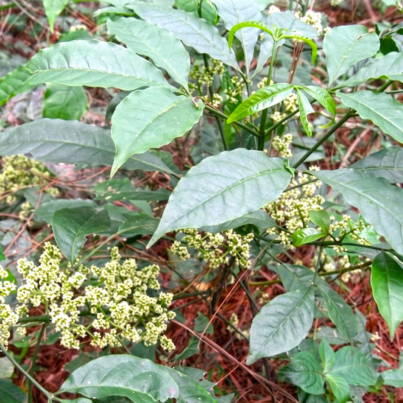 San Cha Ku (Thin Evodia Twig and Leaf) plant