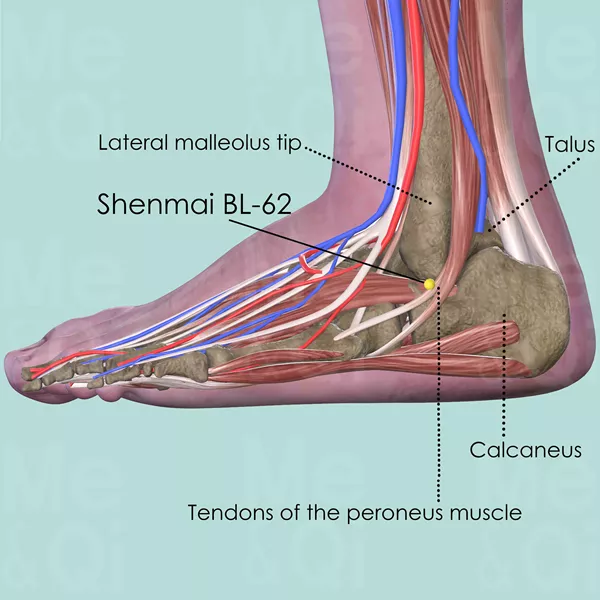 Shenmai BL-62 - Muscles view - Acupuncture point on Bladder Channel