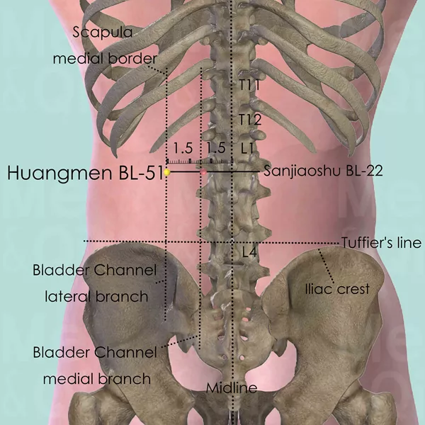 Huangmen BL-51 - Bones view - Acupuncture point on Bladder Channel