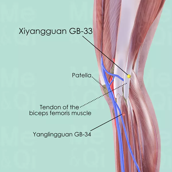 Xiyangguan GB-33 - Muscles view - Acupuncture point on Gall Bladder Channel