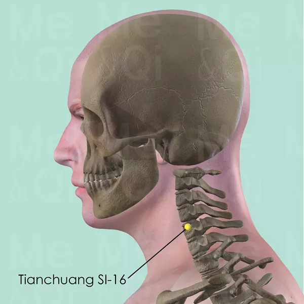 Tianchuang SI-16 - Bones view - Acupuncture point on Small Intestine Channel