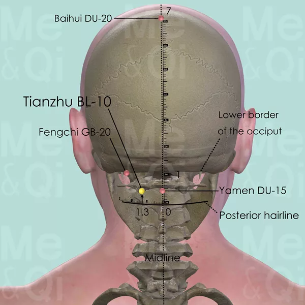 Tianzhu BL-10 - Bones view - Acupuncture point on Bladder Channel