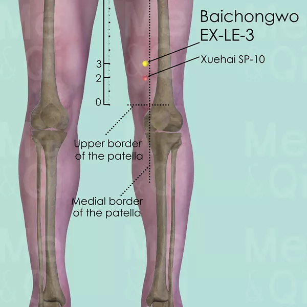 Baichongwo EX-LE-3 - Bones view - Acupuncture point on Extra Points: Lower Extremities (EX-LE)
