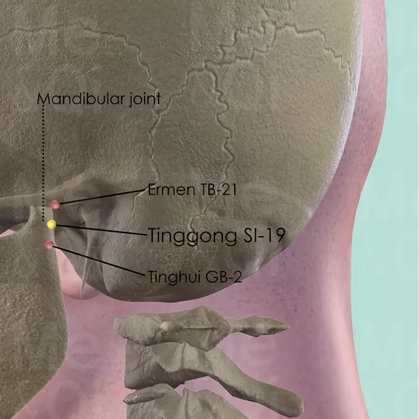 Tinggong SI-19 - Bones view - Acupuncture point on Small Intestine Channel