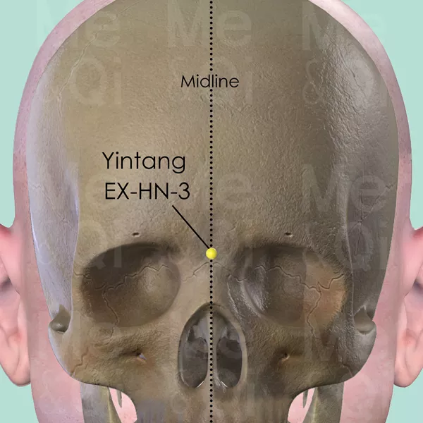 Yintang EX-HN-3 - Bones view - Acupuncture point on Extra Points: Head and Neck (EX-HN)