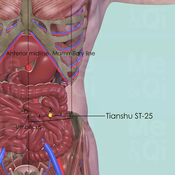 Tianshu ST-25 - Muscles view - Acupuncture point on Stomach Channel