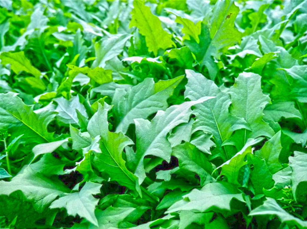 Bai Jiang Cao (Patrinia herb) plant