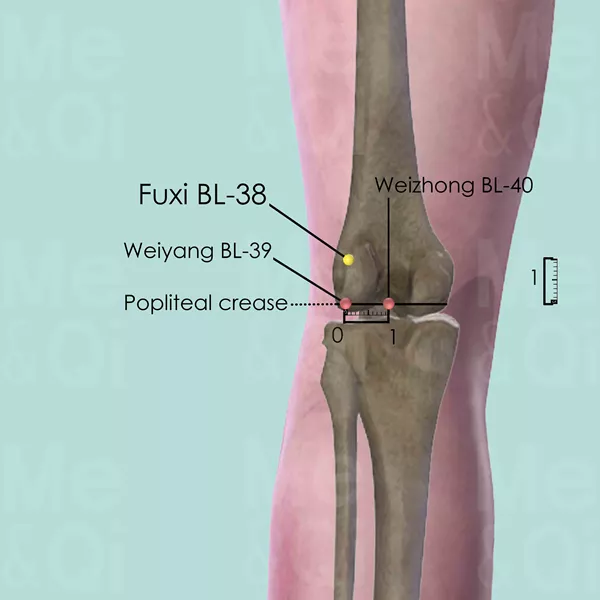 Fuxi BL-38 - Bones view - Acupuncture point on Bladder Channel