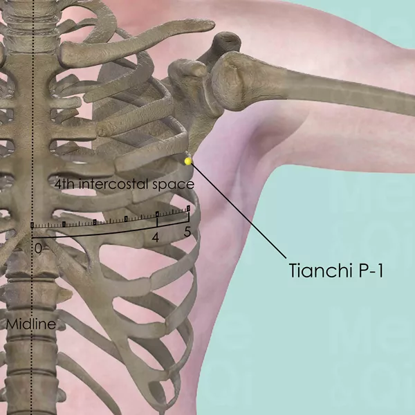 Tianchi P-1 - Bones view - Acupuncture point on Pericardium Channel