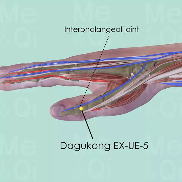 Dagukong EX-UE-5 - Muscles view - Acupuncture point on Extra Points: Upper Extremities (EX-UE)