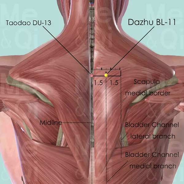 Dazhu BL-11 - Muscles view - Acupuncture point on Bladder Channel