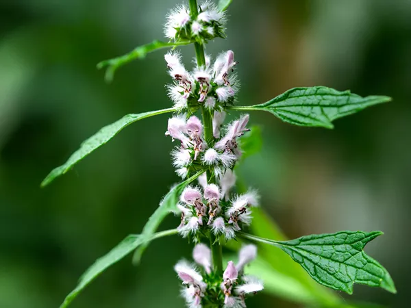 What the Motherwort fruit plant looks like