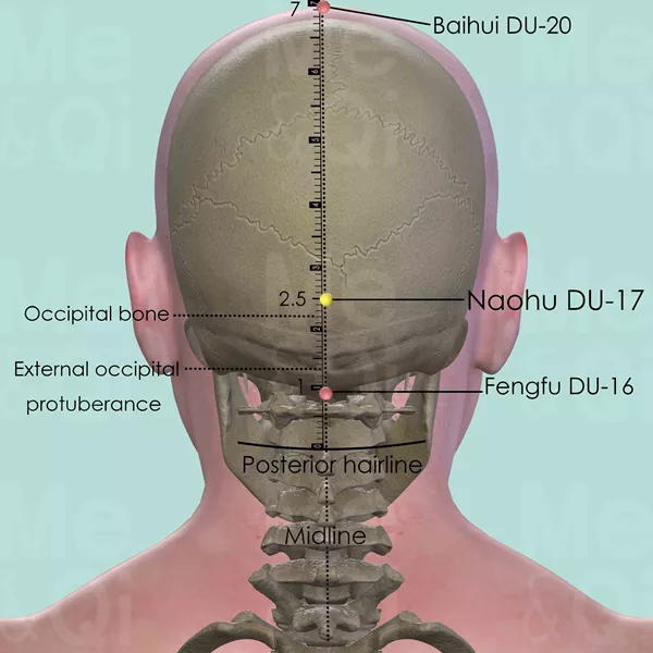 Naohu DU-17 - Bones view - Acupuncture point on Governing Vessel